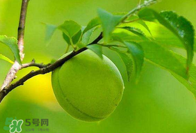 青梅不能和什么一起吃？青梅和什么相克？