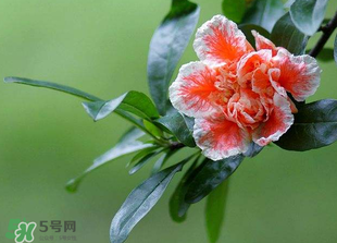 立夏開什么花？立夏有什么花？