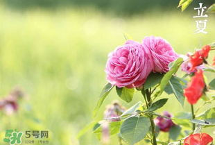 立夏開什么花？立夏有什么花？