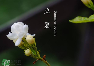 立夏開什么花？立夏有什么花？