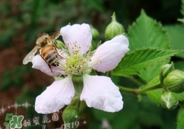 樹莓有毒嗎？樹莓有刺嗎？