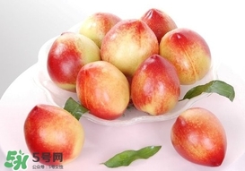 油桃什么時候成熟？油桃什么季節(jié)成熟