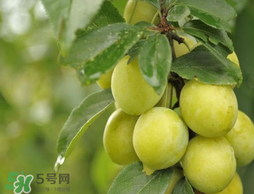 立夏嘗三新指的是什么？立夏嘗新活動