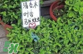 寶寶驅蚊產品哪個好？寶寶驅蚊用什么好？