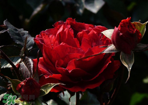 母親節(jié)可以送玫瑰花嗎？母親節(jié)送幾朵玫瑰花好？