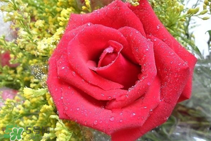 母親節(jié)可以送玫瑰花嗎？母親節(jié)送幾朵玫瑰花好？