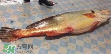 天價魚賣出347萬 金錢鳘為什么這么貴？