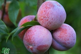 三華李怎么種植？三華李種植技術(shù)