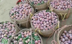 三華李怎么種植？三華李種植技術(shù)