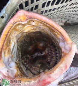 天價魚賣出347萬 金錢鳘為什么這么貴？