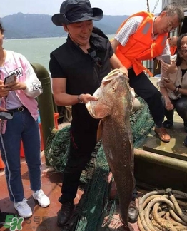 天價魚賣出347萬 金錢鳘為什么這么貴？