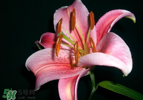母親節(jié)可以送百合嗎？送母親百合花該送幾朵？