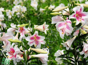 母親節(jié)可以送百合嗎？送母親百合花該送幾朵？