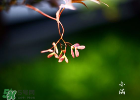 小滿是什么節(jié)氣？小滿是第幾個(gè)節(jié)氣？