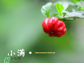 小滿是什么節(jié)氣？小滿是第幾個(gè)節(jié)氣？