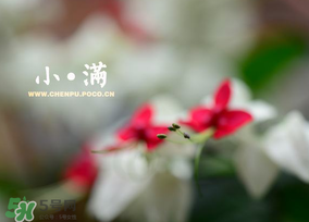 小滿是什么節(jié)氣？小滿是第幾個(gè)節(jié)氣？