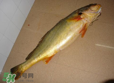 黃唇魚是黃花魚嗎？黃唇魚是黃魚嗎？