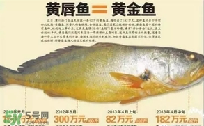 黃唇魚是什么魚？黃唇魚是淡水魚嗎