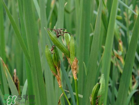 端午節(jié)為什么要掛菖蒲？端午節(jié)掛菖蒲的好處