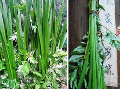 端午節(jié)為什么要掛菖蒲？端午節(jié)掛菖蒲的好處