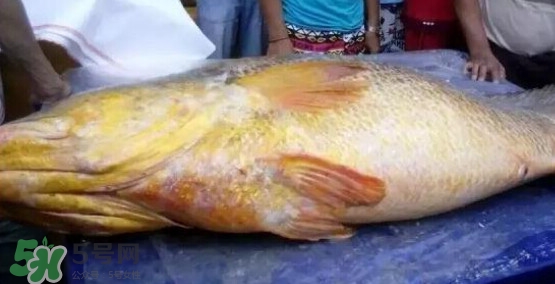 黃唇魚可以買賣嗎？黃唇魚買賣違法嗎？