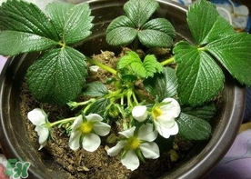 菠蘿莓種子哪里有賣(mài)？哪里能買(mǎi)得到菠蘿莓種子？