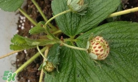 菠蘿莓苗多少錢(qián)一顆？菠蘿莓怎么種植
