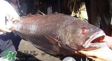 黃唇魚可以養(yǎng)殖嗎？黃唇魚能養(yǎng)殖嗎？