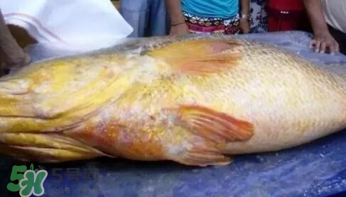 黃唇魚為什么那么貴？黃唇魚為什么這么貴