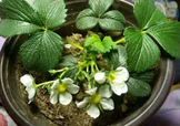 菠蘿莓種子哪里有賣？哪里能買(mǎi)得到菠蘿莓種子？