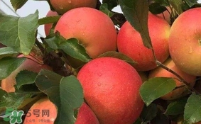 紅心蘋果多少錢一斤？紅肉蘋果價(jià)格