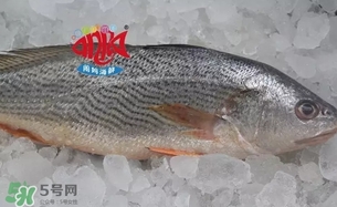 黃唇魚是黃花魚嗎？黃唇魚是黃魚嗎？