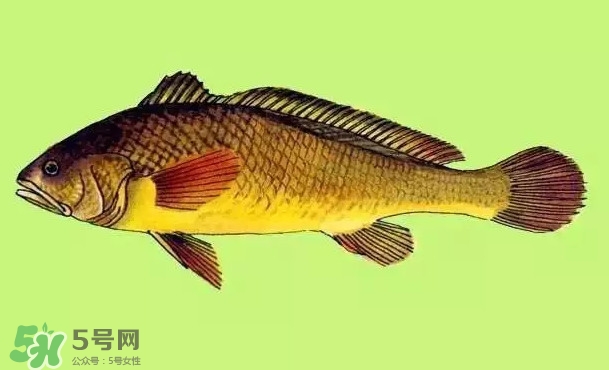 黃唇魚是黃花魚嗎？黃唇魚是黃魚嗎？