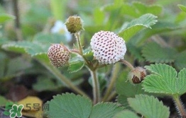 菠蘿莓種子哪里有賣(mài)？哪里能買(mǎi)得到菠蘿莓種子？