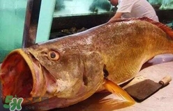 黃唇魚是什么魚？黃唇魚是淡水魚嗎