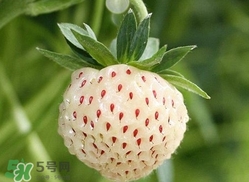 菠蘿莓苗多少錢(qián)一顆？菠蘿莓怎么種植