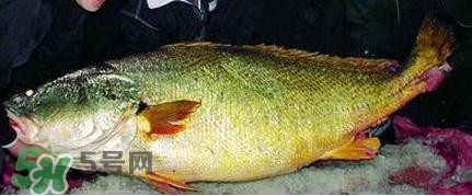 黃唇魚可以買賣嗎？黃唇魚買賣違法嗎？