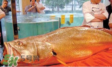 黃唇魚可以買賣嗎？黃唇魚買賣違法嗎？