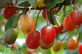 羊奶子是什么？羊奶果多少錢一斤
