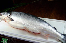 三文魚可以放多久？三文魚能放多久？