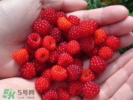 覆盆子哪里有賣？覆盆子多少錢一斤？
