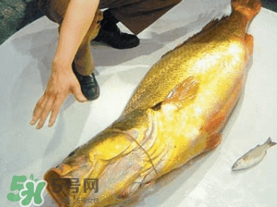 黃唇魚為什么那么有價值？黃唇魚的價值