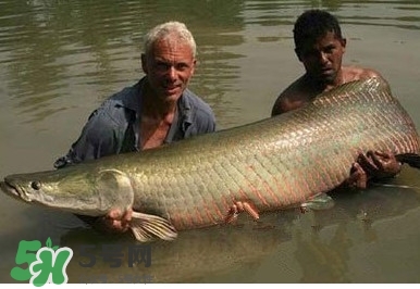 金錢(qián)鳘是什么魚(yú)？金錢(qián)鳘是淡水魚(yú)嗎？