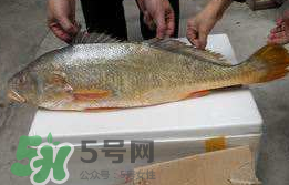 孕婦能吃金錢鱉嗎？懷孕期間能不能吃金錢鱉？