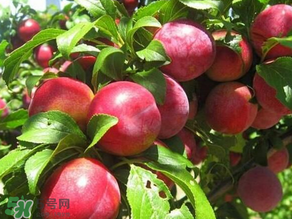 ?油桃是發(fā)物嗎？?油桃是不是發(fā)物？