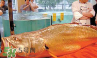 孕婦能吃金錢鱉嗎？懷孕期間能不能吃金錢鱉？
