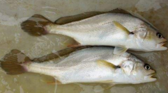 小孩能吃黃唇魚嗎？小孩吃黃唇魚好嗎？