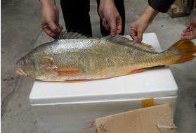 小孩能吃黃唇魚嗎？小孩吃黃唇魚好嗎？