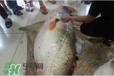 黃唇魚魚鰾能救命？黃唇魚魚鰾可以救命？