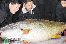 寶寶能吃金錢鳘嗎？金錢鳘寶寶吃了好嗎？